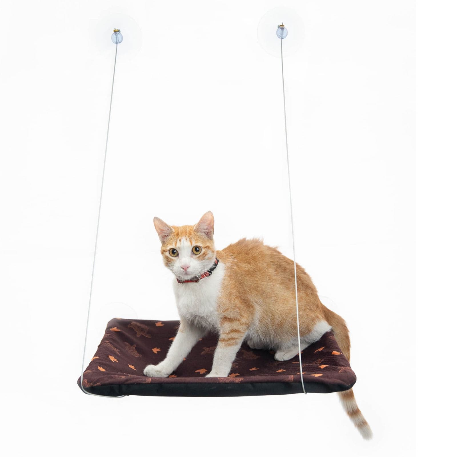 ASOLEADORA GATO ARRECIFE alternate